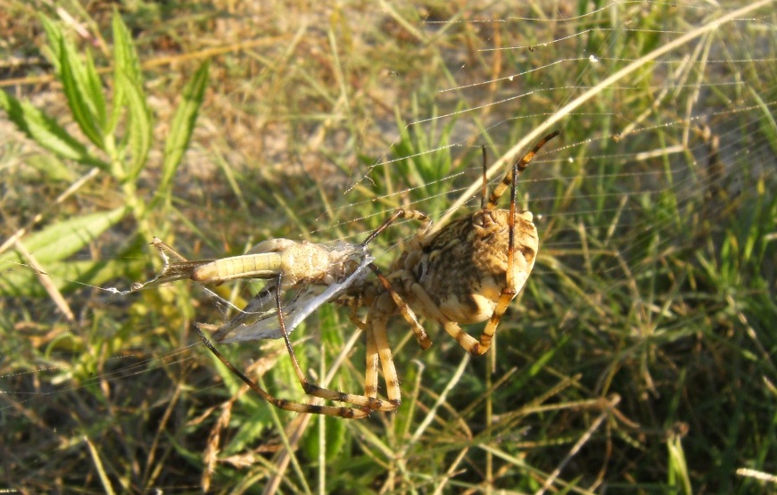 Argiope bruennichi:  preparazione del pranzo